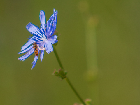 Chicory - CITY NATURE symbolic flower © Barbara Reinwein Chicory - CITY NATURE symbolic flower © Barbara Reinwein